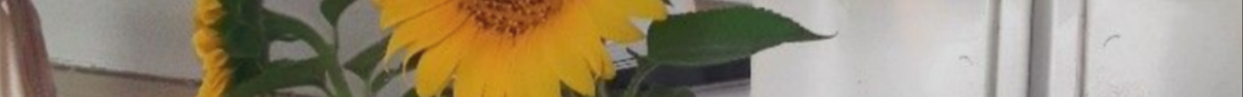 Feuchte messen im Blumenkasten